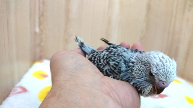 ジャンボセキセイインコ