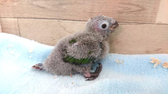 アカオウロコインコ