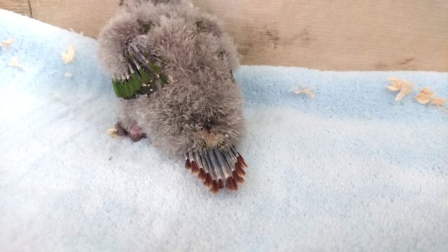 アカオウロコインコ