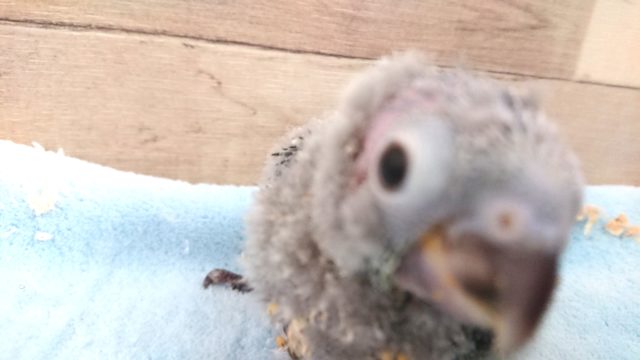 アカオウロコインコ