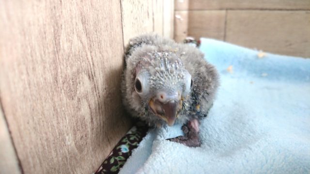 アカオウロコインコ