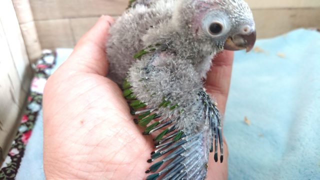 アカオウロコインコ