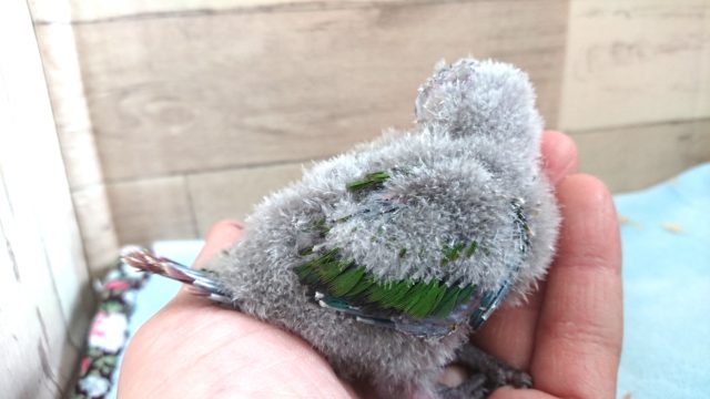 アカオウロコインコ
