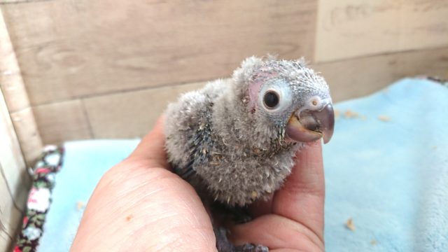 アカオウロコインコ