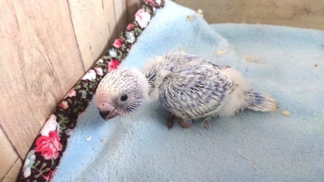 サザナミ模様がキレイなコ☆ セキセイインコ スパングル 2021 1月30日 セキセイインコ