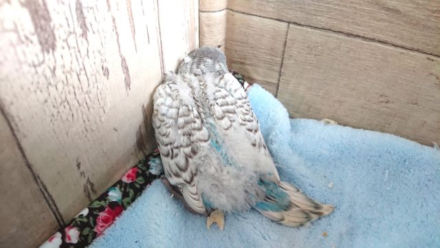 ジャンボセキセイインコ