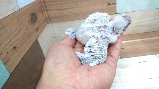 きましたっ!セキセイインコ ライラック~~ セキセイインコ