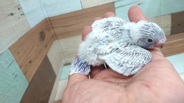きましたっ!セキセイインコ ライラック~~ セキセイインコ
