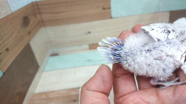 きましたっ!セキセイインコ ライラック~~ セキセイインコ