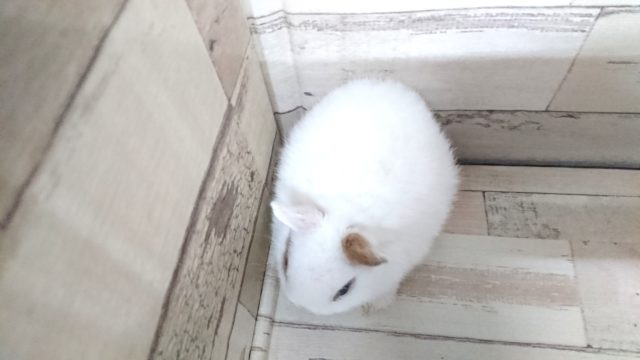 ネザーランドドワーフ