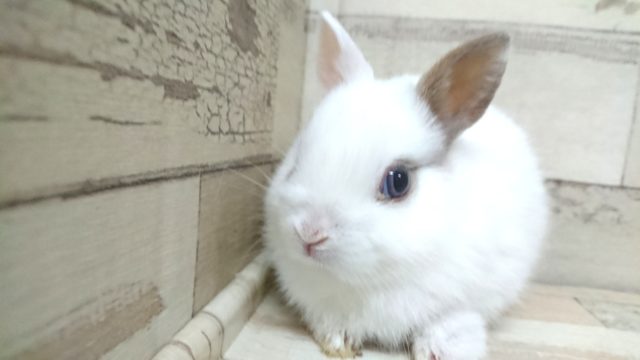 ネザーランドドワーフ