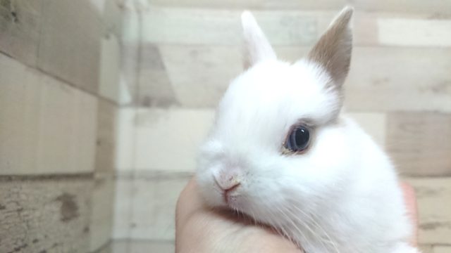 ネザーランドドワーフ