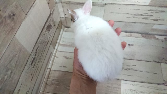 ネザーランドドワーフ