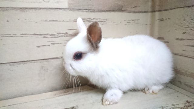 ネザーランドドワーフ