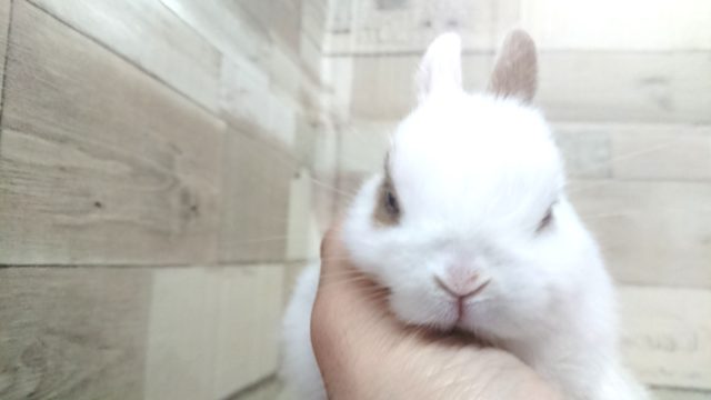 ネザーランドドワーフ