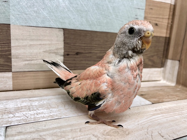 アキクサインコ（秋草インコ）
