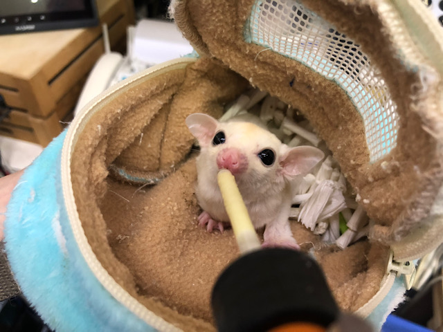 フクロモモンガ