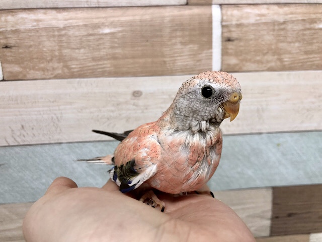 アキクサインコ（秋草インコ）
