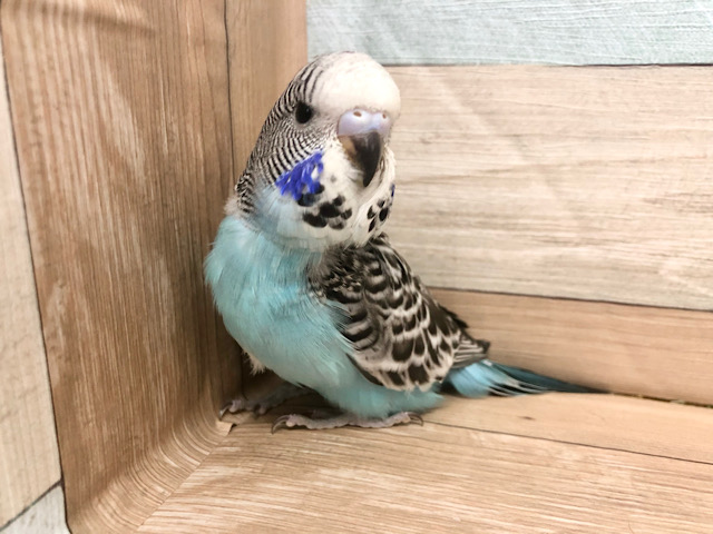 ジャンボセキセイインコ