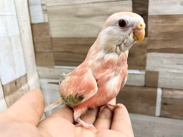 アキクサインコ（秋草インコ）