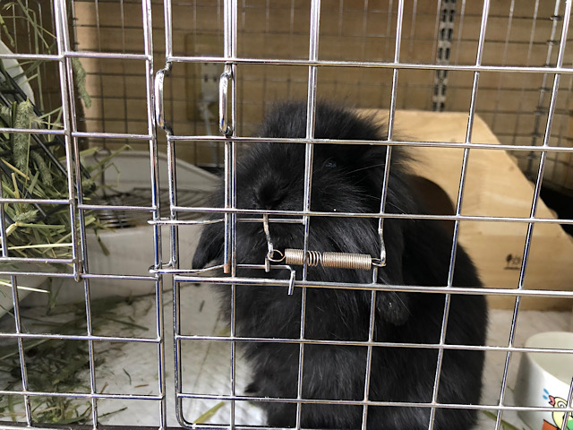 ロップイヤーラビット