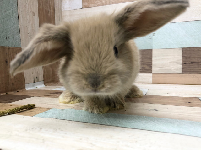 ホーランドロップ