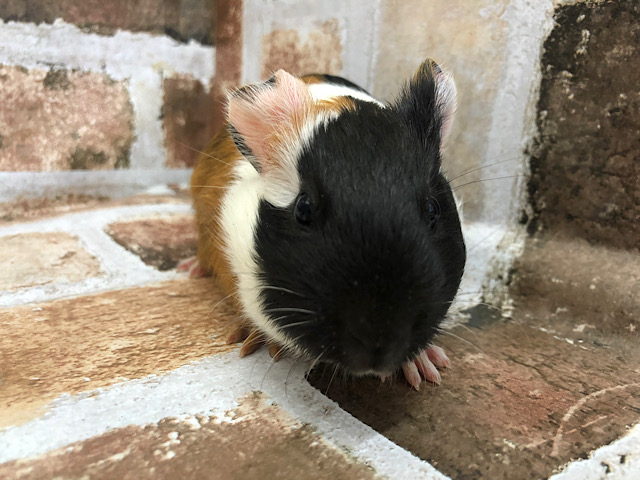 イングリッシュモルモット