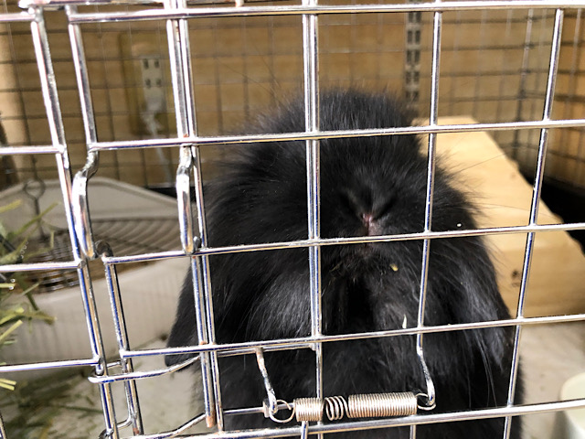 ロップイヤーラビット