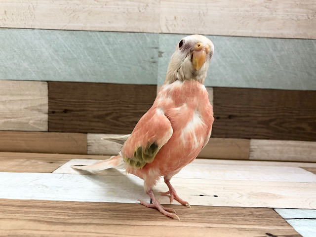 アキクサインコ（秋草インコ）