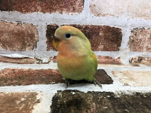 コザクラインコ（小桜インコ）