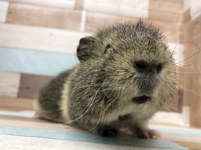 メリノモルモット