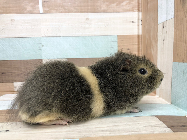 メリノモルモット