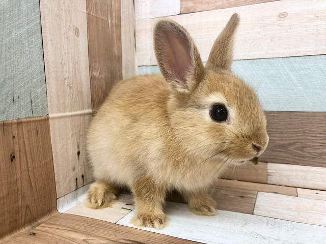 ネザーランドドワーフ