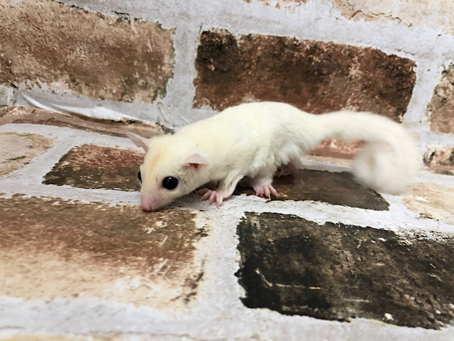 フクロモモンガ