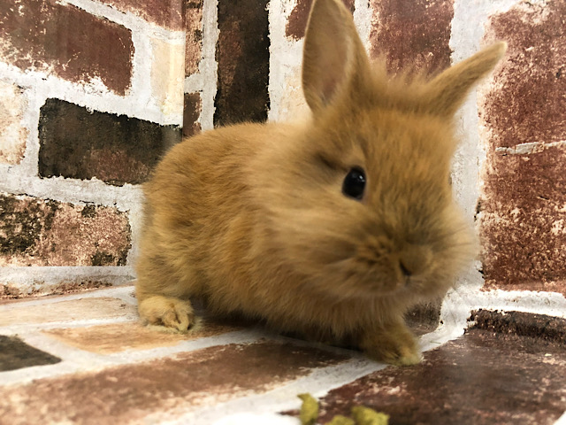 ライオンラビット