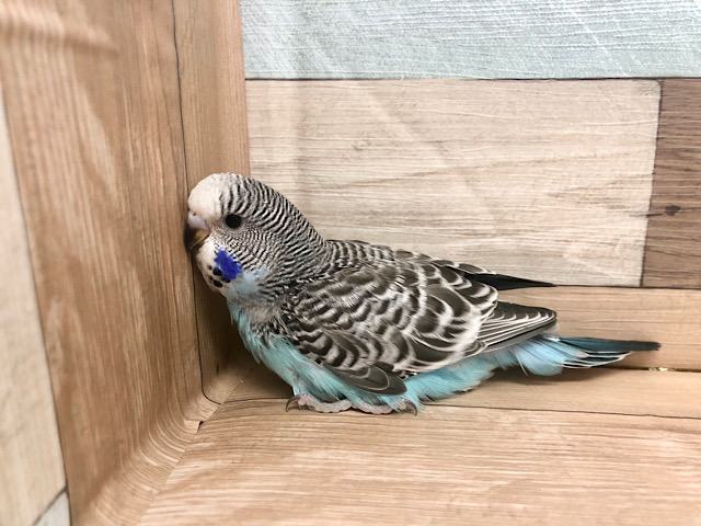 ジャンボセキセイインコ