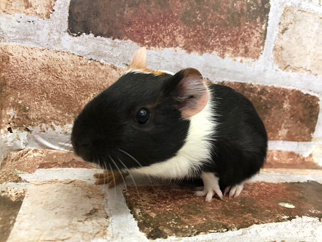 イングリッシュモルモット