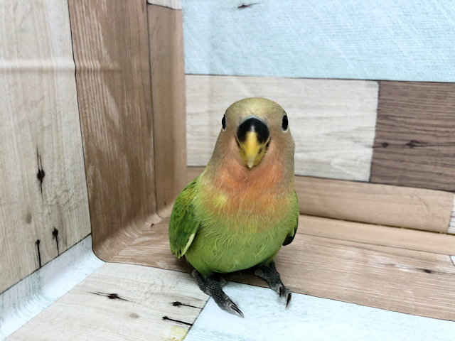 コザクラインコ（小桜インコ）