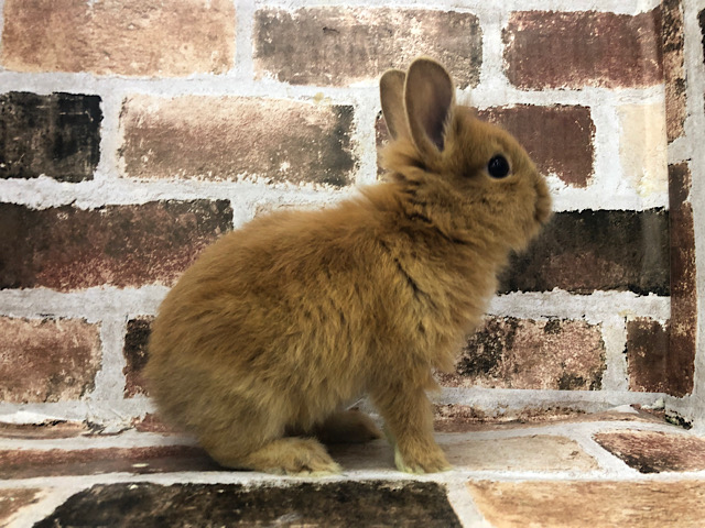 ライオンラビット