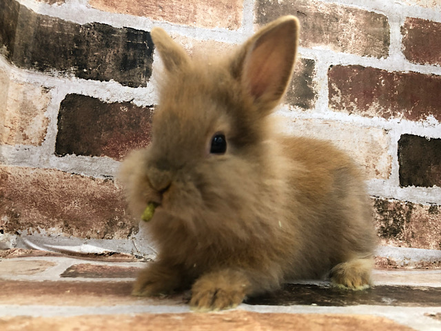 ライオンラビット