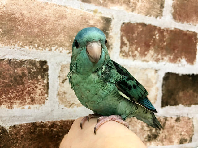 サザナミインコ