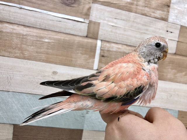 アキクサインコ（秋草インコ）