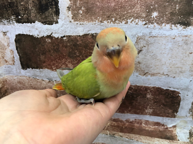 コザクラインコ（小桜インコ）