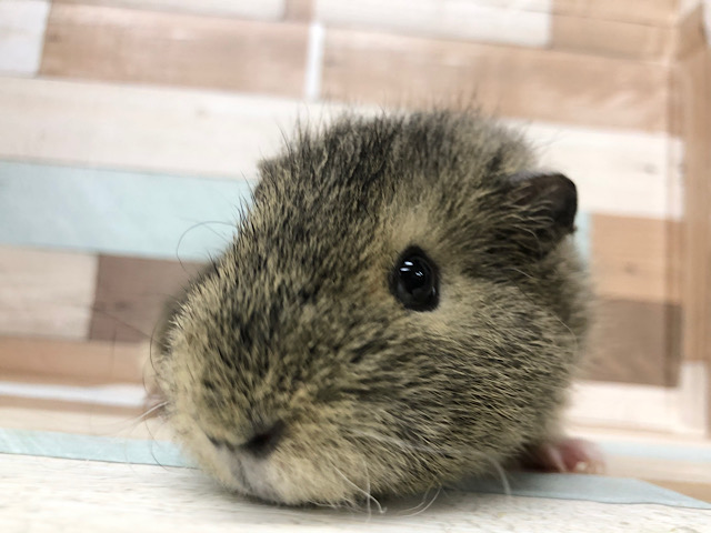 メリノモルモット