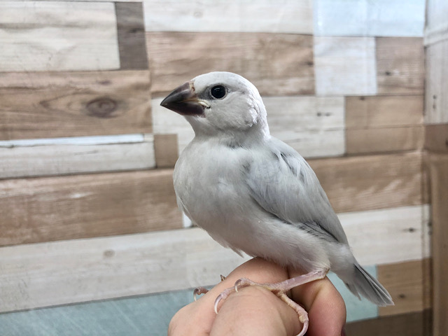 シルバー文鳥