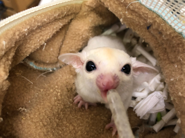 フクロモモンガ