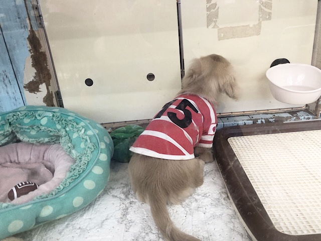 ミニチュアダックス