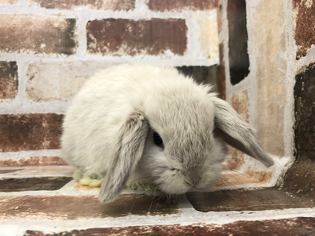 ホーランドロップ