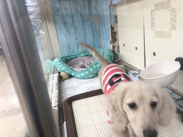 ミニチュアダックス