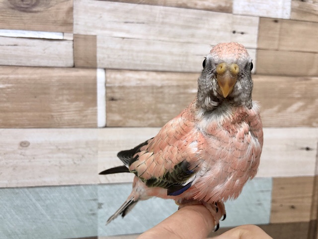 アキクサインコ（秋草インコ）